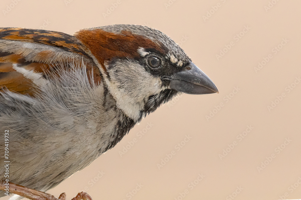 Naklejka premium Small bird made large, a House Sparrow (Passer domesticus) closeup. Brown and rusty red plumage, a common bird in rural and urban settings. A robust beak for eating seeds