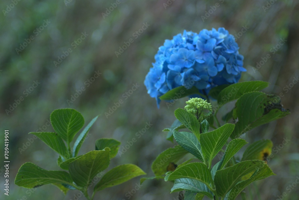 red, nature, flower, tree, autumn, leaves, leaf, maple, garden, fall, plant, flowers, spring, abstract, colorful, color, bloom, texture, season, foliage, orange, blossom, flora, summer, beauty red, nature, flower, tree, autumn, leaves, leaf, maple, garden, fall, plant, flowers, spring, abstract, colorful, color, bloom, texture, season, foliage, orange, blossom, flora, summer, beauty