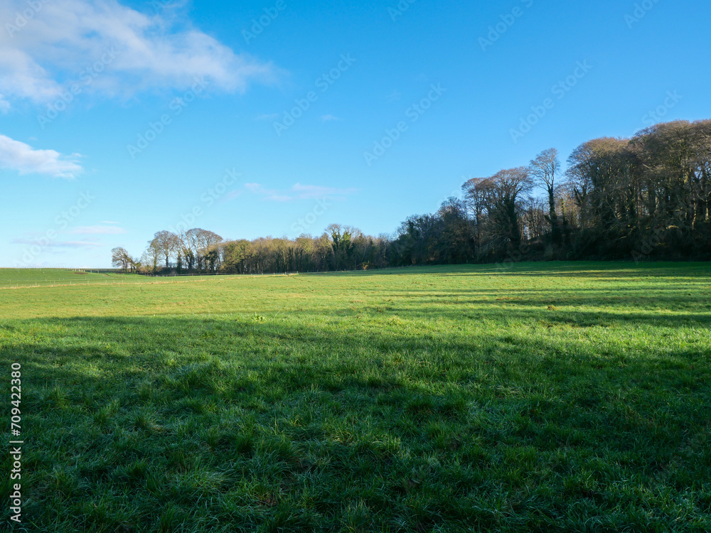 Sunny Green Meadow with Distant Trees