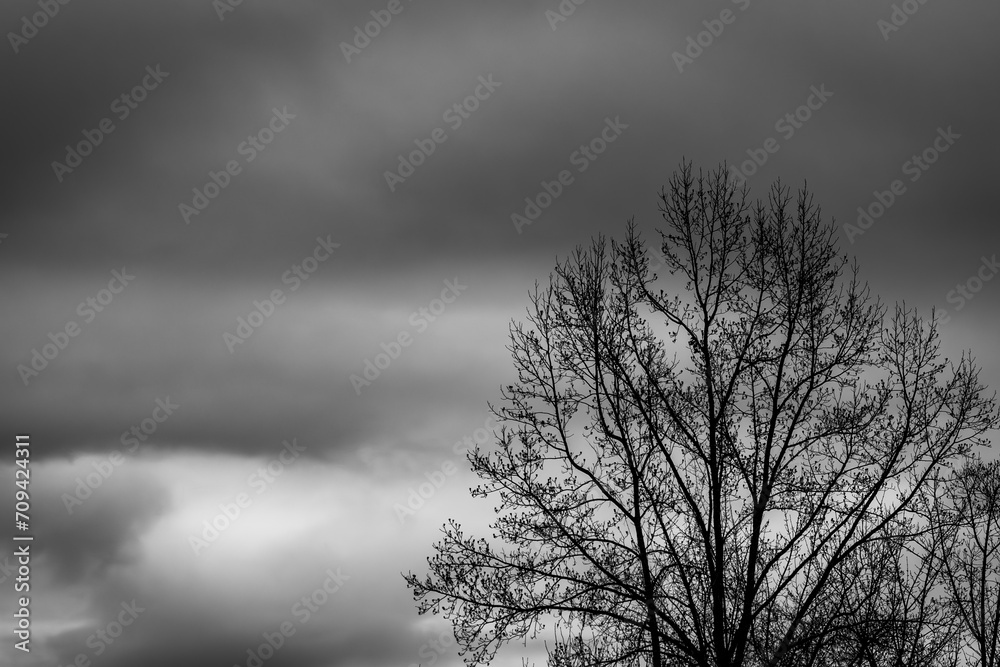 Tree - Black and White 2 Tree - Black and White 2