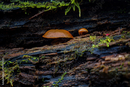 Mushrooms on Log