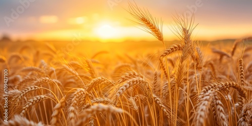 Wheat field at sunset. Ears of golden wheat close-up. Rich harvest Concept.