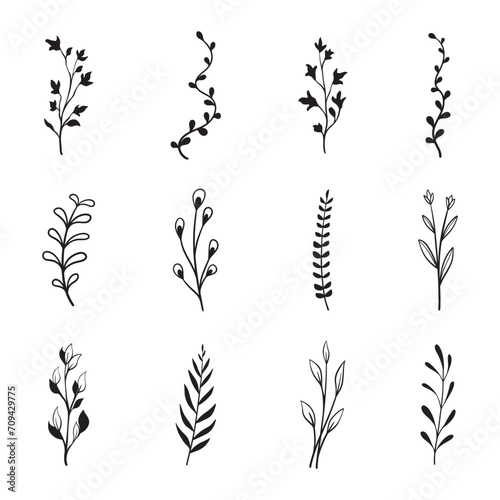 hand drawn plants botanical elements vector photo