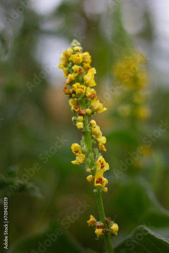 flowers in the garden