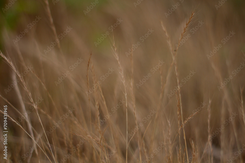 grass in the wind grass in the wind