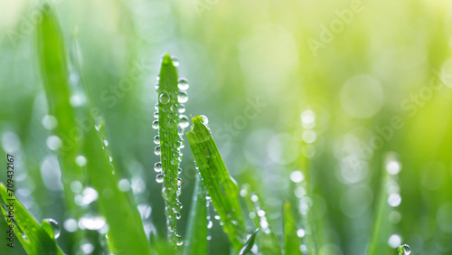 Water drops from the grass in the morning