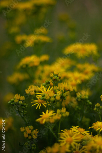 yellow dandelion flowers