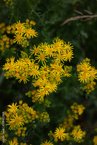 yellow dandelion flowers