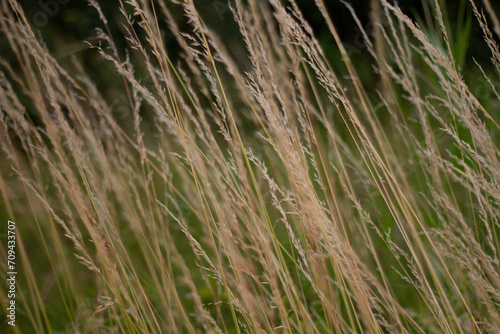 wheat field in summer grass in the wind