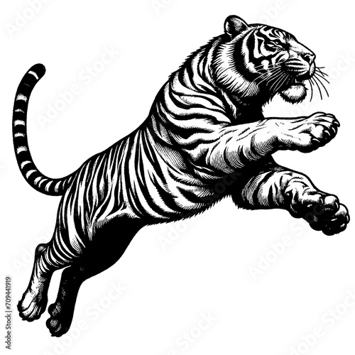Full body portrait of tiger attacking. . Hand Drawn Pen and Ink. Vector Isolated in White. Engraving vintage style illustration for print, tattoo, t-shirt, coloring book