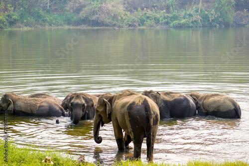 Herd or group of Asian elephants bathing in the river of the forest in northern national park.