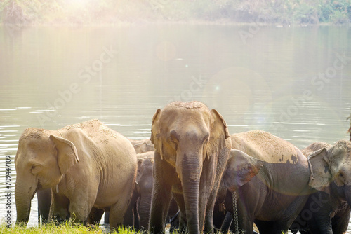 Herds of elephants come down to drink at the reservoir in the national park.