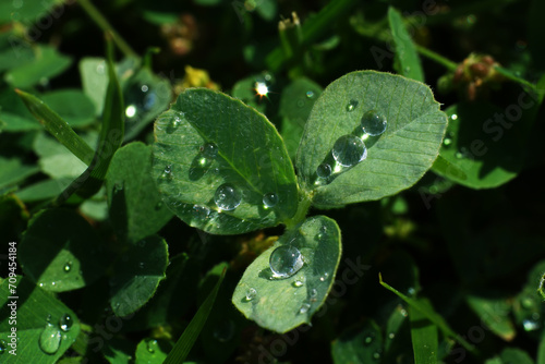 Dew drops on clover leaves glisten in sun