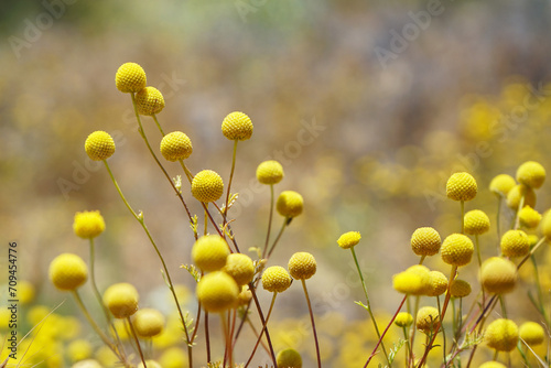 Focus on yellow Craspedia Billy Ball flowers with bokeh background