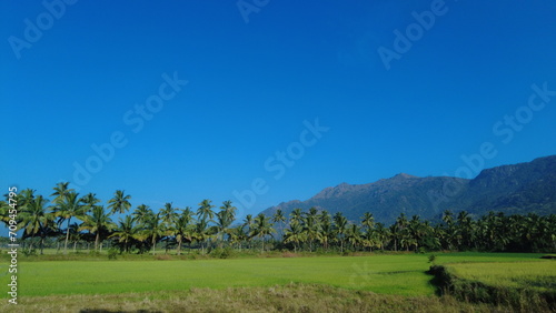 Villukuri paddy field and western ghats mountain range kanyakumari, Tamil Nadu