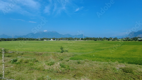 Nanjinaad paddy field and western ghats mountain range kanyakumari, Tamil Nadu