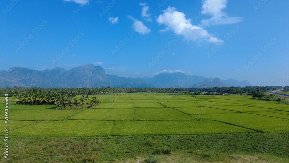 Nanjinaad paddy field and western ghats mountain range kanyakumari, Tamil Nadu