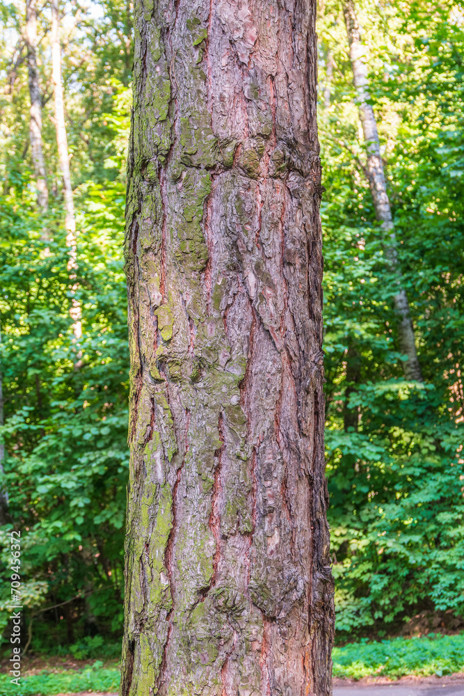 Black pine bark detail. Latin name - Pinus nigra. Pinus nigra, the Austrian pineor black pine bark Black pine bark detail. Latin name - Pinus nigra. Pinus nigra, the Austrian pineor black pine bark