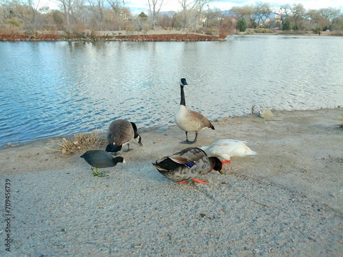 country goose and ducks