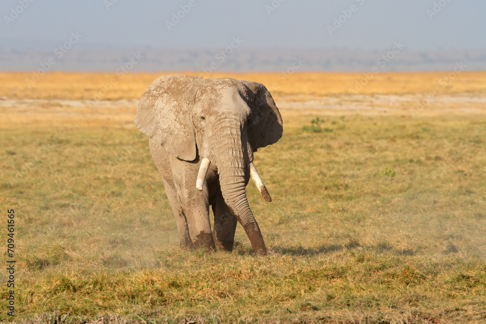 African bull elephant (Loxodonta africana) in natural habitat, Amboseli National Park, Kenya.