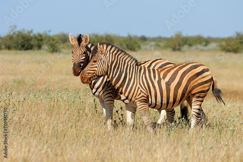 Plains zebras  Equus burchelli  in natural habitat  Etosha National Park  Namibia.