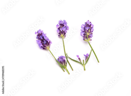 Sprig of laverder flowering isolated on white background.