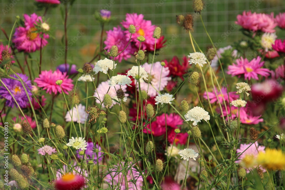 Fototapeta premium Garden In Bloom, Fort Edmonton Park, Edmonton, Alberta