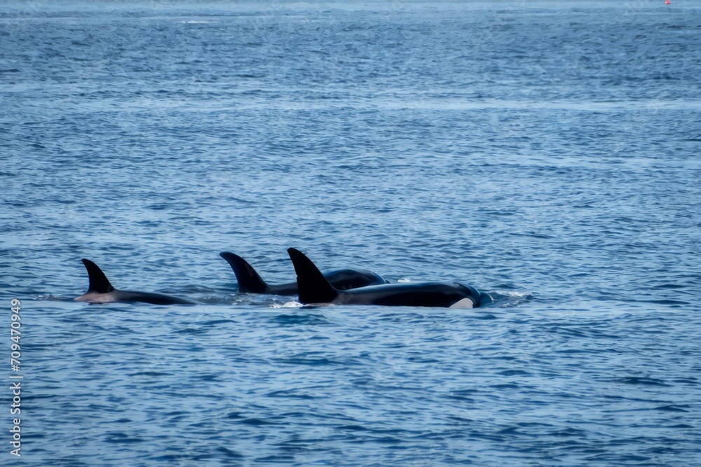Fototapeta premium Three orca killer whales with dorsal fins above water in the Pacific Northwest