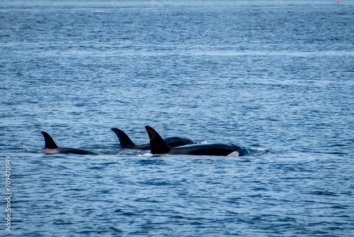Three orca killer whales with dorsal fins above water in the Pacific Northwest