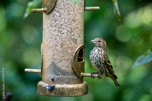 Pine Siskin Finch bird at birdfeeder
