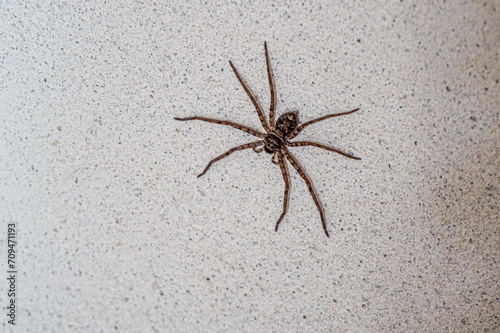 A large spider is crawling on the rough wall of the house. The spider has 6 legs and is dangerously poisonous.