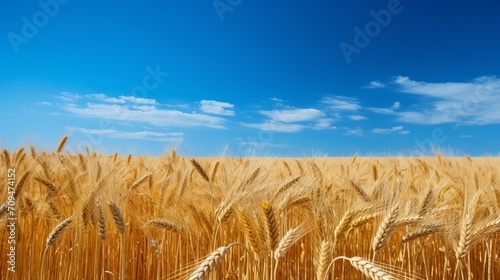A field of golden wheat ready for harvest under a clear blue sky