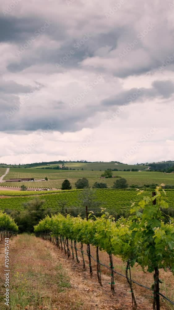 vineyard in California. Vertical design in 9:16 ratio for smartphone and social media vineyard in California. Vertical design in 9:16 ratio for smartphone and social media