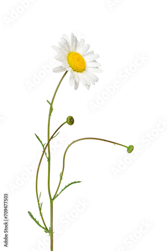 Fototapeta Naklejka Na Ścianę i Meble -  Oxeye daisy plant with flower and stem isolated cutout on transparent