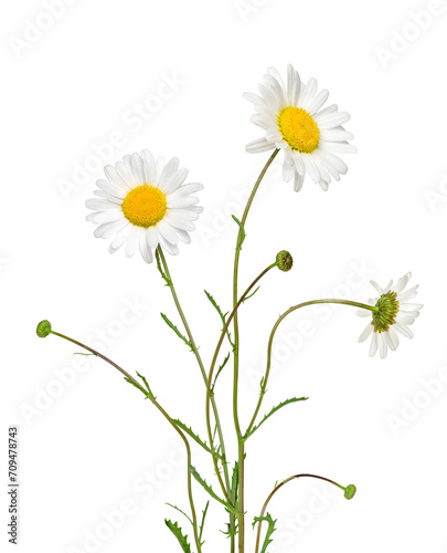 Fototapeta Naklejka Na Ścianę i Meble -  A bunch of Oxeye daisy flowers isolated cutout on transparent