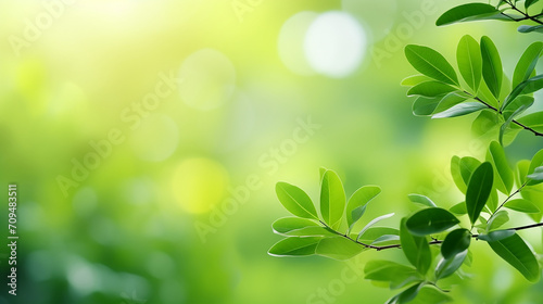 nature of green leaf in garden at summer. natural blurred green nature background