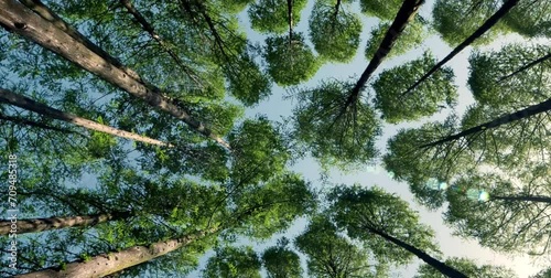The forest with shady and tall trees under the clear sky forms a naturally beautiful row