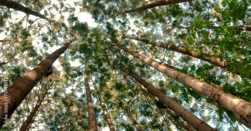 The forest with shady and tall trees under the clear sky forms a naturally beautiful row