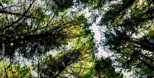 The forest with shady and tall trees under the clear sky forms a naturally beautiful row