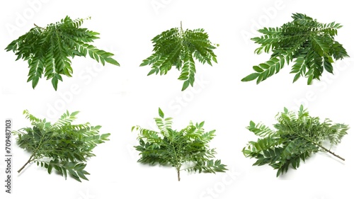 Set photo of the leaves of Curry tree A type of tree from India and Sri Lanka (Kaloupilé, Curry tree, nomenclature Murraya koenigii (L.) Sprengel), belonging to the nine incense family (Rutaceae). photo