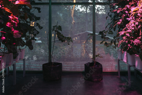 Melon fruit trees (Cucumis melo) planted on clean hydroponics pot method illuminated with purple light inside greenhouse photo
