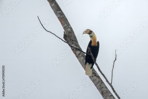 Blyth's hornbill (Rhyticeros plicatus), also known as the Papuan hornbill, observed in Waigeo in West Papua, Indonesia