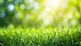 spring green grass under the bright sun. Abstract natural backgrounds