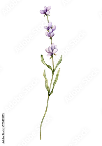 Watercolor Lavender flower. Hand drawn botanical illustration of lavender branch for wedding invitation  logo  cards  packaging and labeling.
