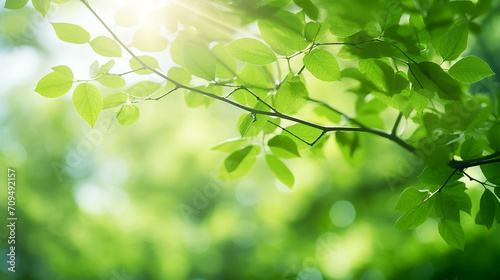 abstract bio green blur nature background trees lush oliage in the park at morning with sunlight.