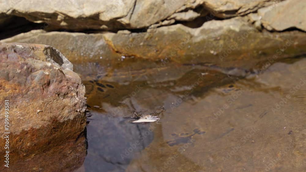 Static shot of group of insects floating and swimming around a small, natural pool of water Static shot of group of insects floating and swimming around a small, natural pool of water