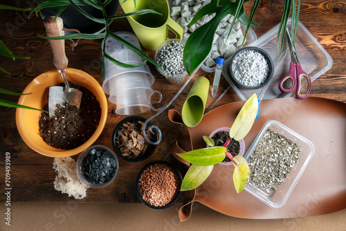 Tableau sur toile Philodendron Painted Lady, charcoal, clay pebbles, soil, coconut chips, anti-stress treatment, foam glass, perlite, pots, and plant repotting accessories