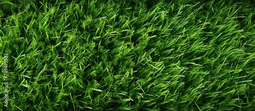 Green grass texture background Top view of bright grass garden Idea concept.