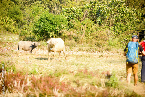 Lao villages in Lao Prabang district, January 10, 2024 photo