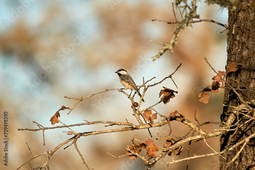 Carolina Chickadee perched in Texas oak tree with autumn orange leaves background